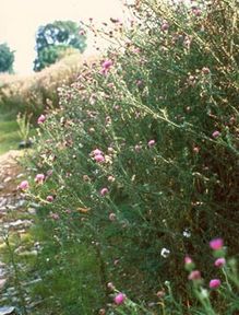 Plumeless Thistle plant